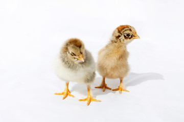 Little fluffy chickens