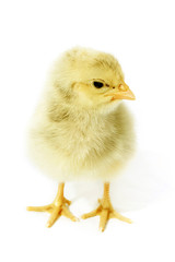 Little fluffy chicken