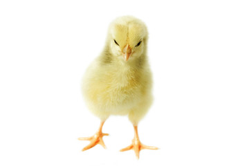Little fluffy chicken