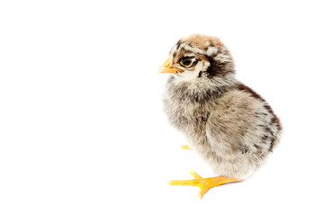 Little fluffy chicken