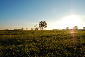 Drzewo, łąka © darekb22