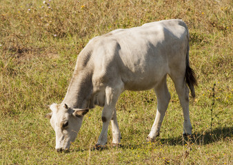 Cow