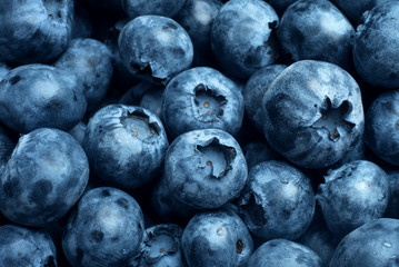 Freshly picked blueberries. Macro.
