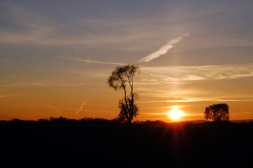 Fototapeta premium Drzewa, zachód słońca
