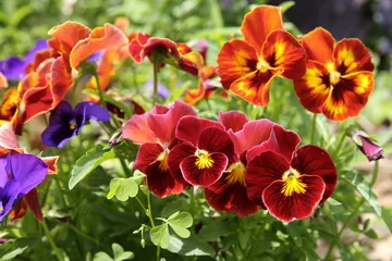 Zelfklevend Fotobehang Viooltjes Gemengde organische kleurrijke viooltje altviool bloemen in de tuin, selectief