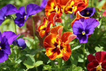 Mixed organic colorful pansy viola flowers in garden, selective focus