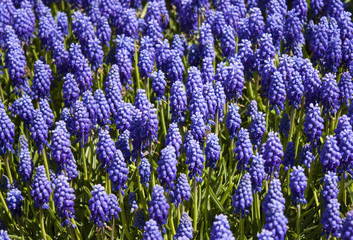 Obraz premium Blue flowers in Emirgan park, Istanbul