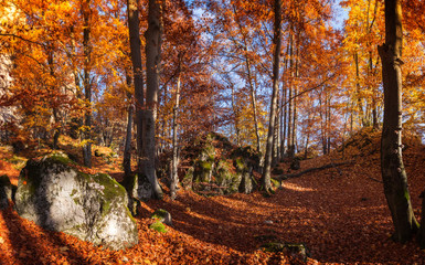 Colorful Trees In Autumn Forest near Rajecke Teplice, Slovakia