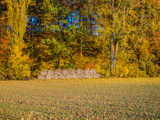 Brennholzlager am Waldrand