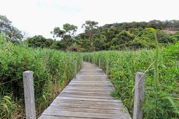 Fototapeta na wymiar Wooden bridge in Adelaide reserve forest
