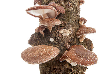 Tree trunk with Shiitake mushrooms