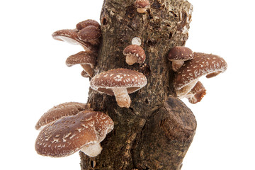 Tree trunk with Shiitake mushrooms