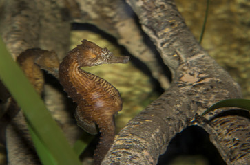 Seahorse