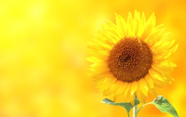 Foto op Plexiglas Zonnebloem Heldere zonnebloem op gele achtergrond