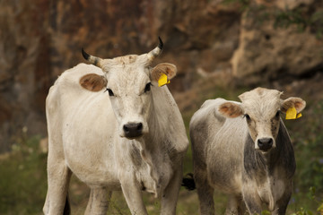 Mom Cow with his young