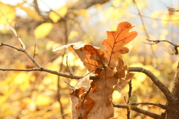 autumn leaf fall