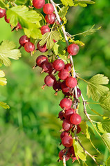 Red ripe gooseberries on branch