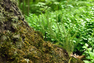 Polytrichum commune plant