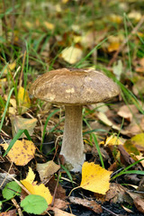 Leccinum scabrum mushroom