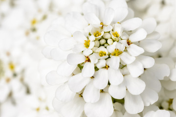 White blossom