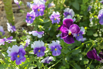 Organic pansy viola flowers in garden, selective focus