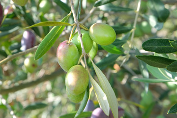 Olives de Provence