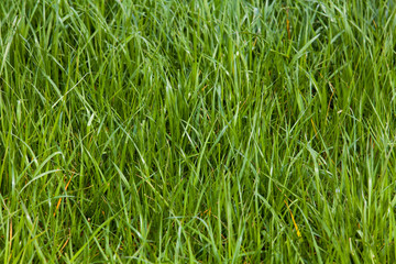 Grass. Green meadow. grass texture
