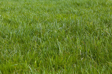 Grass. Green meadow. grass texture