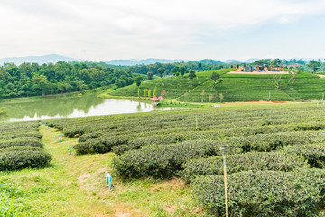 Fototapeta na wymiar Choui Fong Tea farm, Chiang Rai Thailand