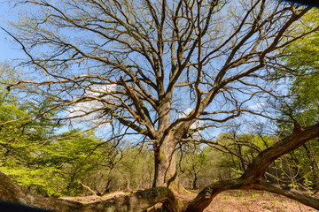 Old tree