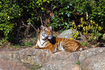 Fototapeta na wymiar Portrait of a Tiger