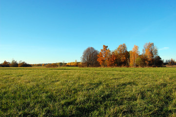Fototapeta premium Mały lasek, jesień