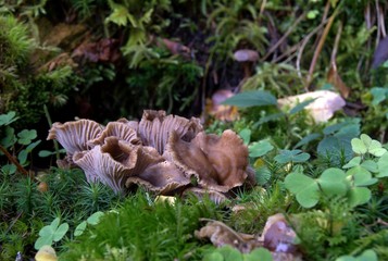 Champignons