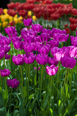 Tulips. Spring flower. beautiful flowers