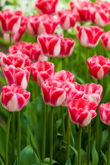 Tulips. Spring flower. beautiful flowers