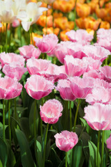 Tulips. Spring flower. beautiful flowers