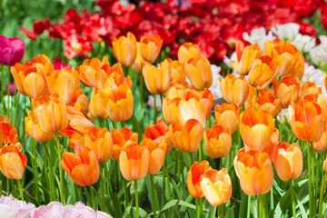 Obraz premium Tulips. Spring flower. beautiful flowers