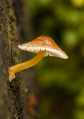 Little mushroom grow on tree stump