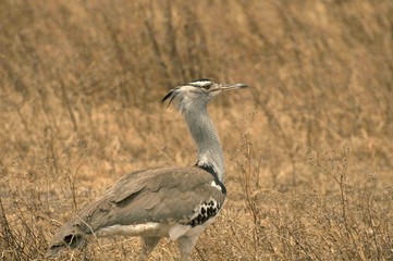 kori bustard, the heaviest flying bird in Ngorongoro Crater, Tanzania, Africa