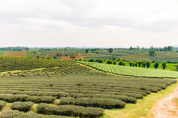 Choui Fong Tea farm, Chiang Rai Thailand