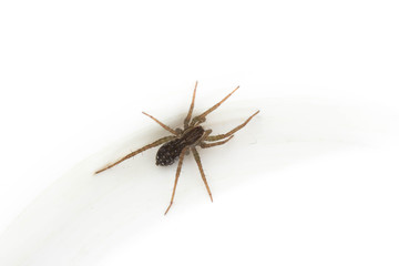 spider