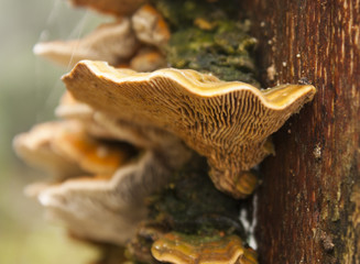 Tree mushrooms