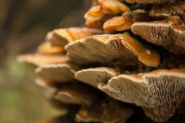Tree mushrooms