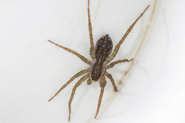 spider