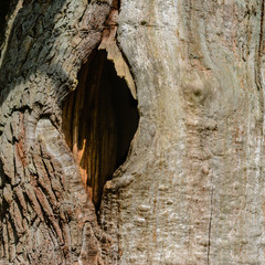 Tree trunk