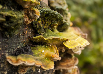 Tree mushrooms
