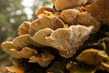 Tree mushrooms © georgigerdzhikov