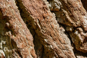Tree trunk