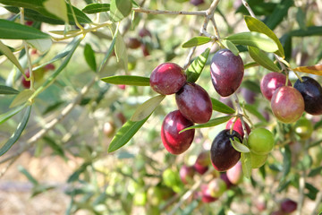 Olives de Provence © Cédric SAUNIER