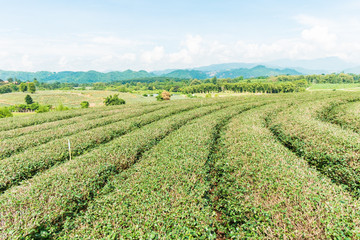Fototapeta na wymiar Choui Fong Tea farm, Chiang Rai Thailand